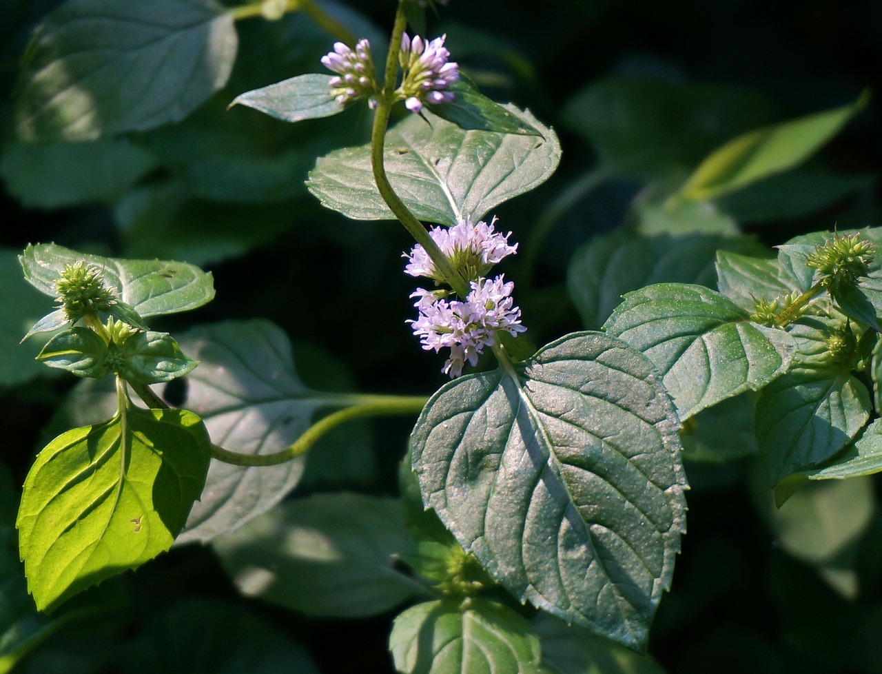 mint flower purple flower free photo