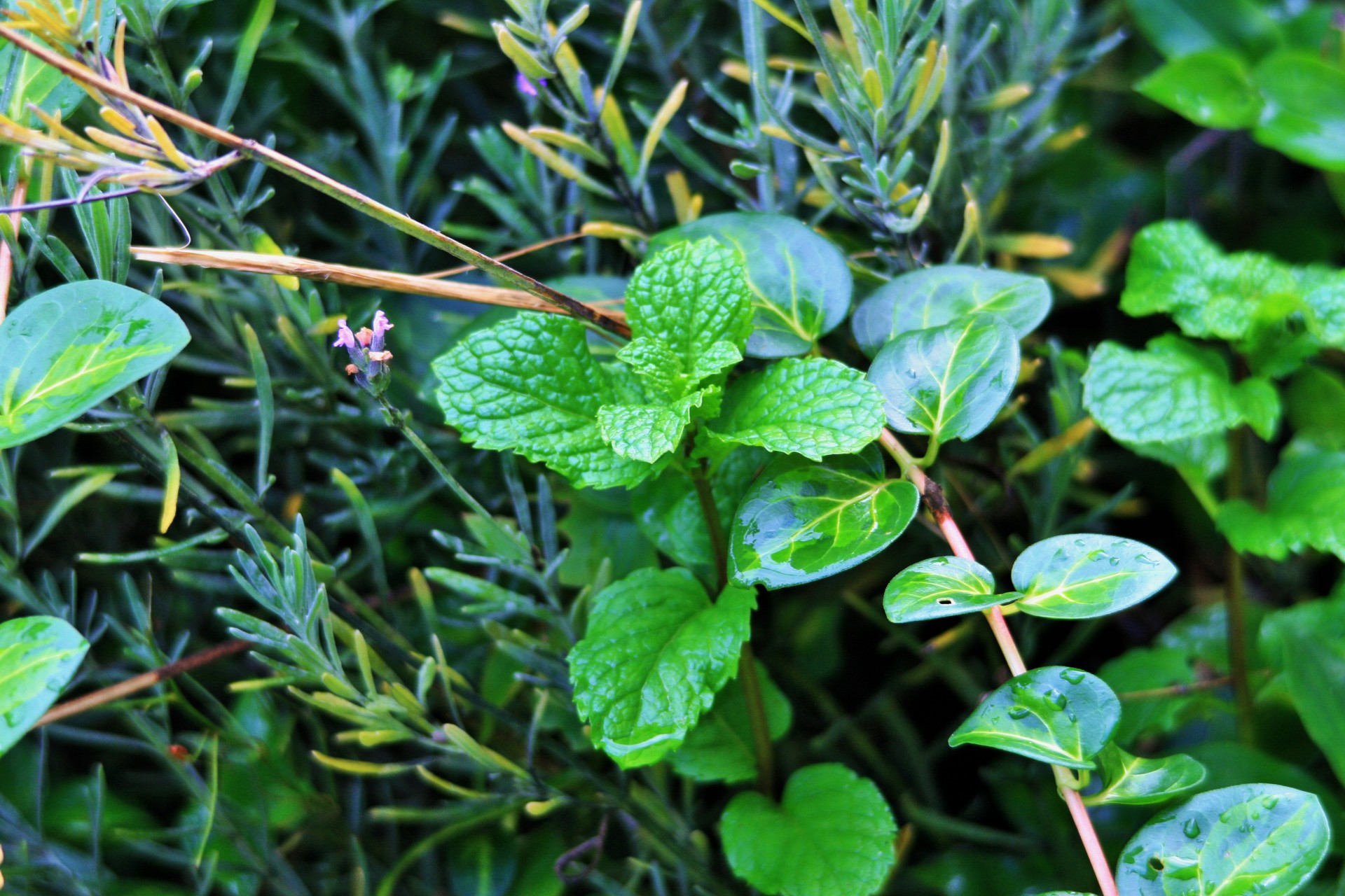 garden lush mint free photo