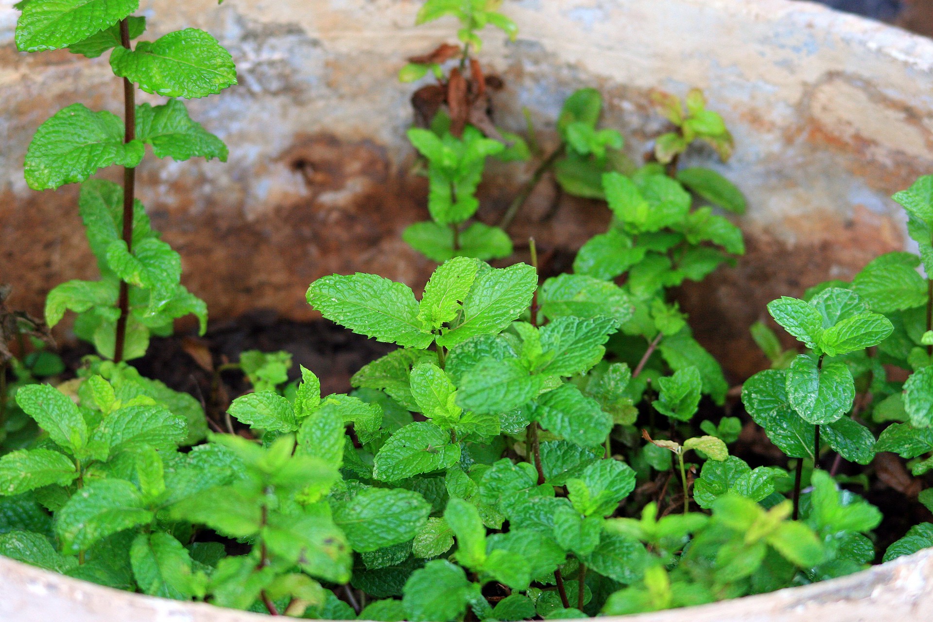 mint green herb free photo