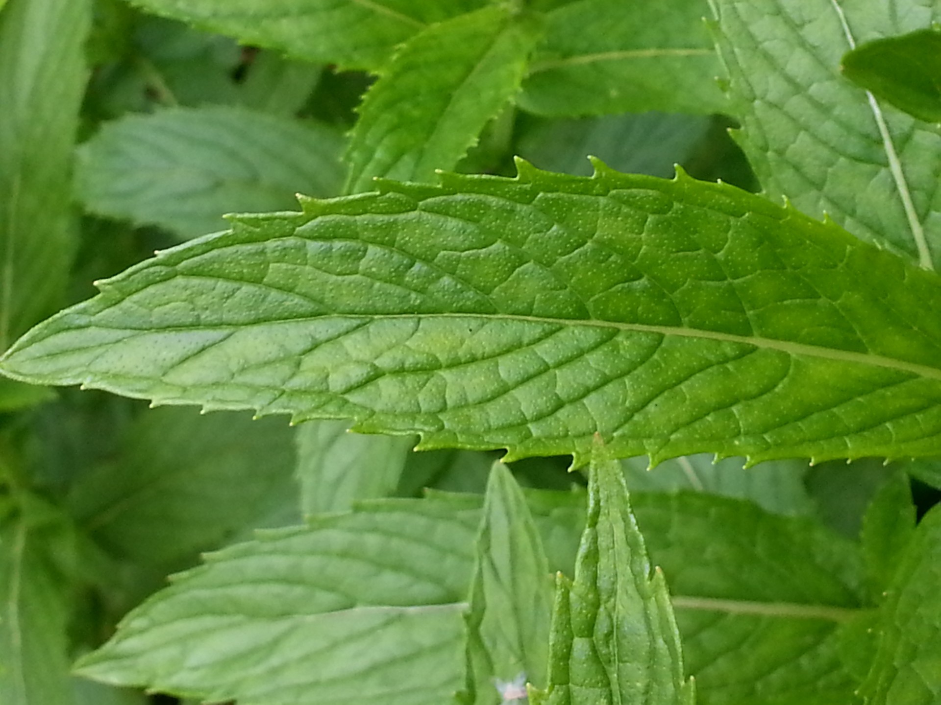 leaf plant garden free photo