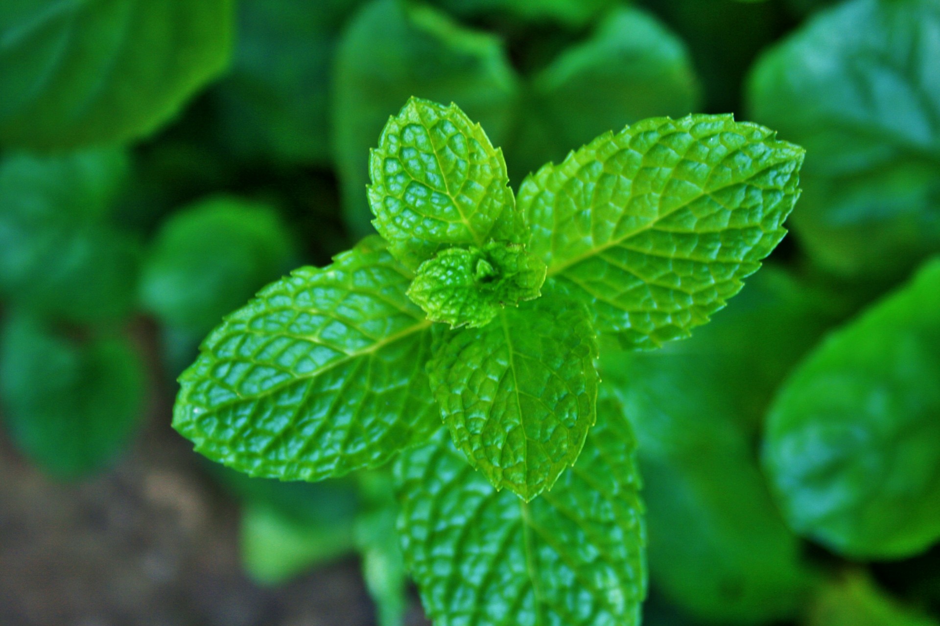 herb mint leaves free photo