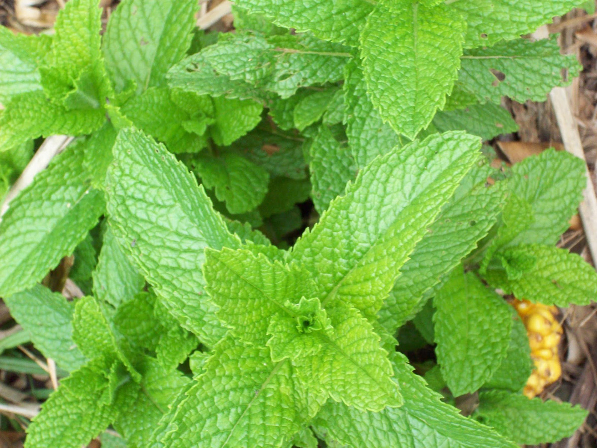 herb mint herb plant photo free photo