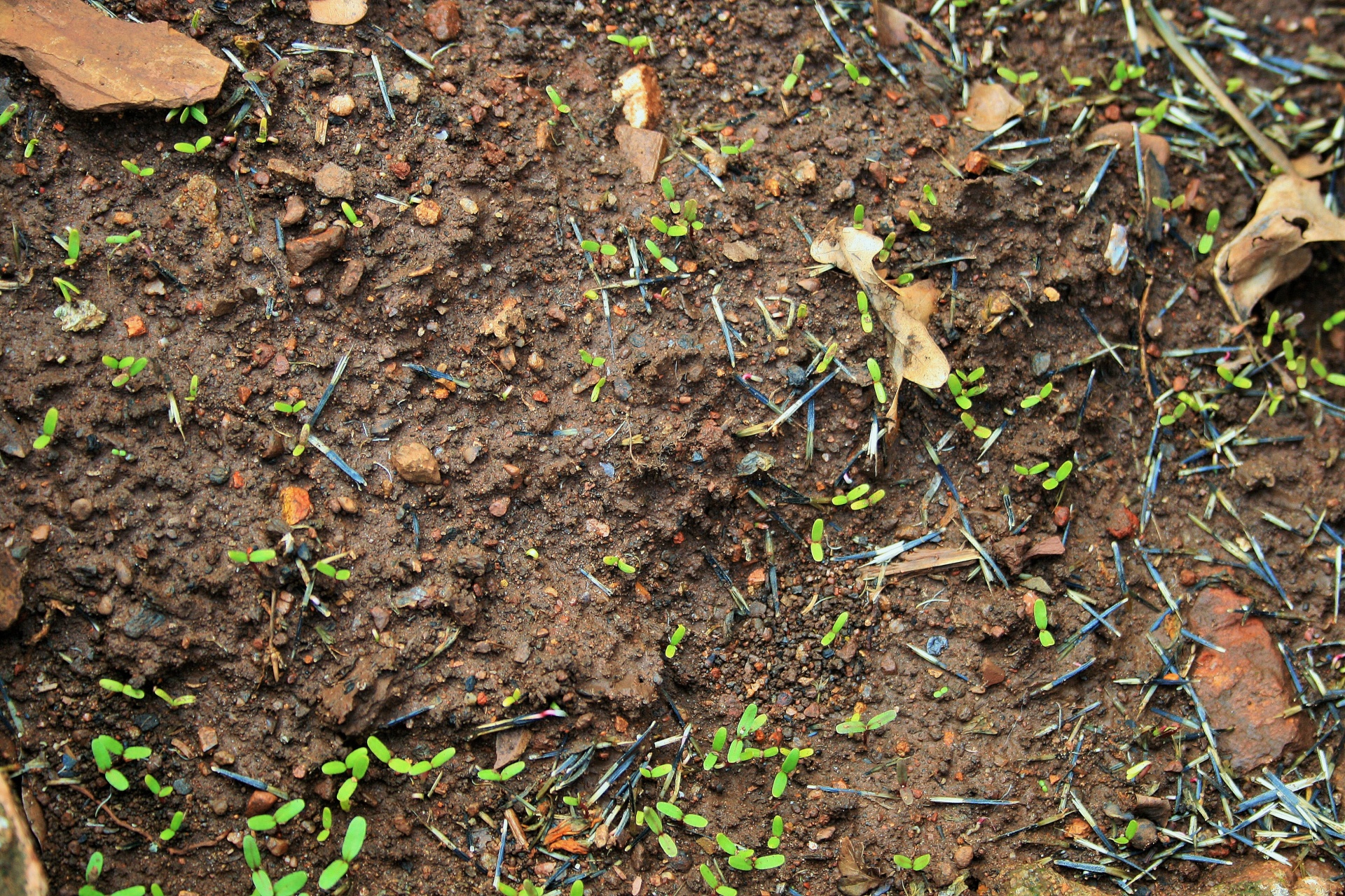 ground soil seedlings free photo