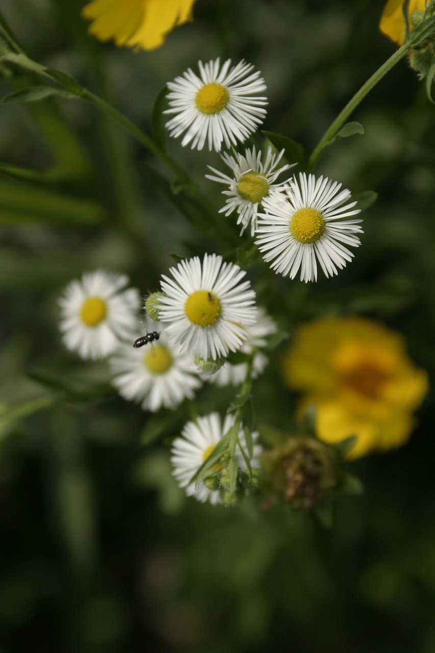 minutes flower flowers white flowers free photo