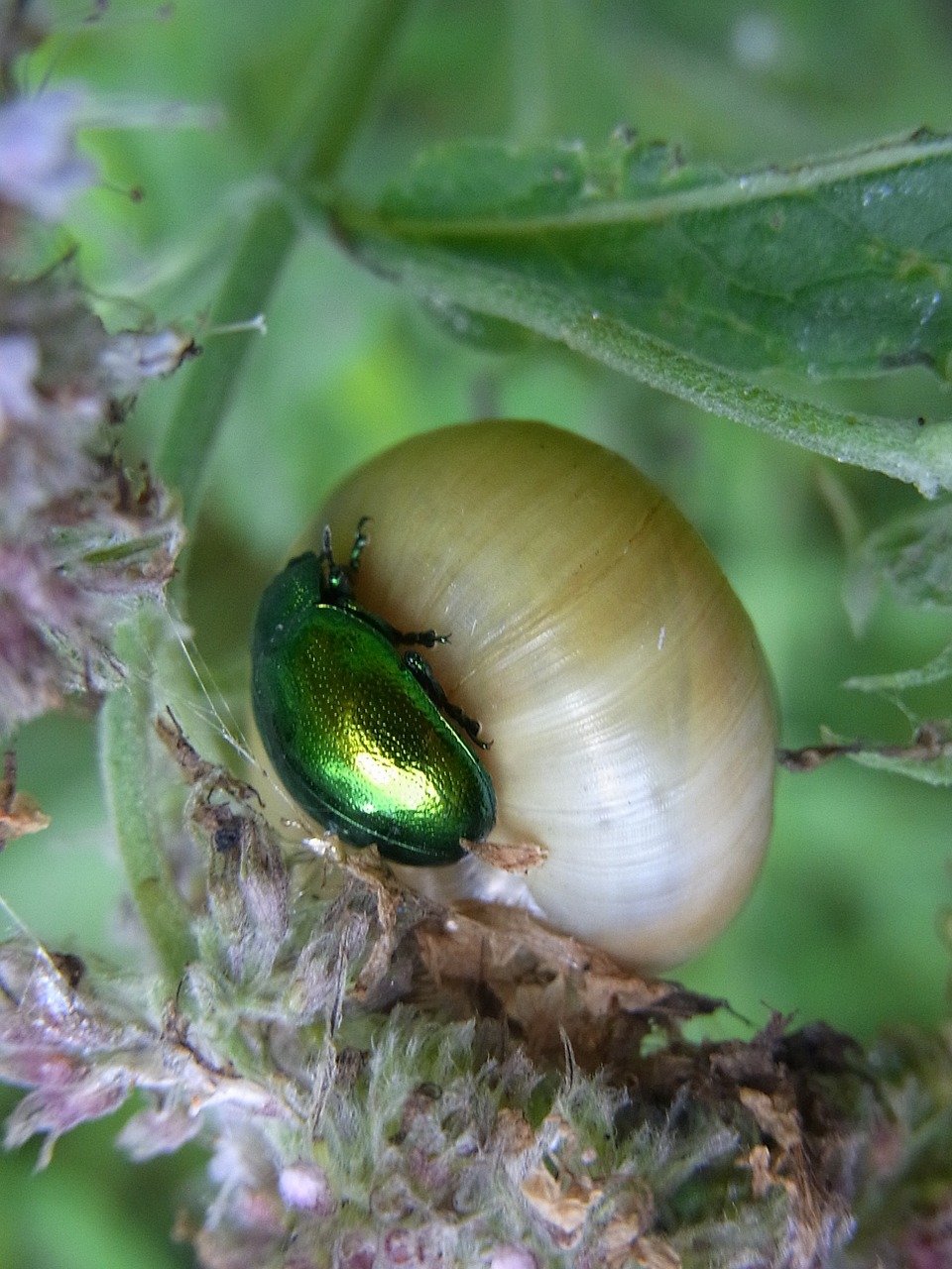 minzblattkaefer chrysolina herbacea beetle free photo