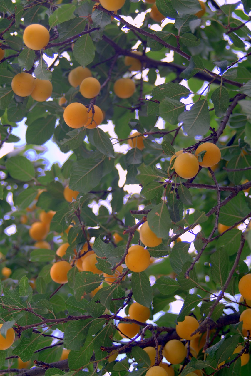 mirabelka damson plum free photo