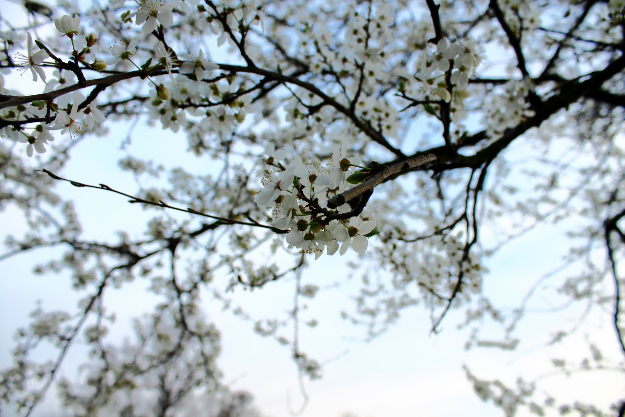 mirabelka flowers and mirabelle plums plum free photo