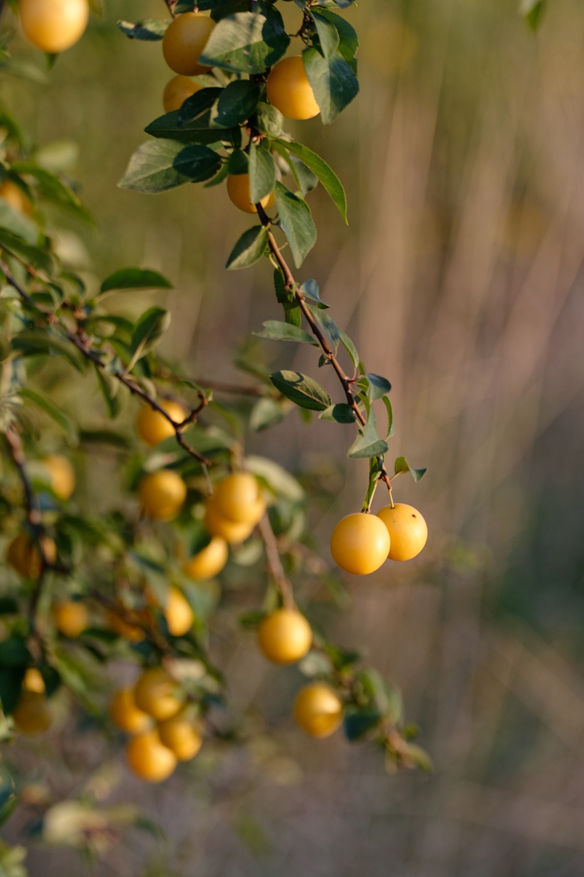 mirabelka  damson  yellow free photo