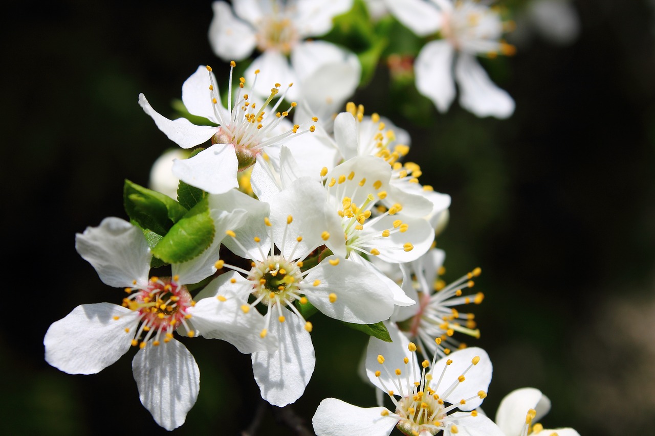 mirabelka flowers and mirabelle plums plum free photo