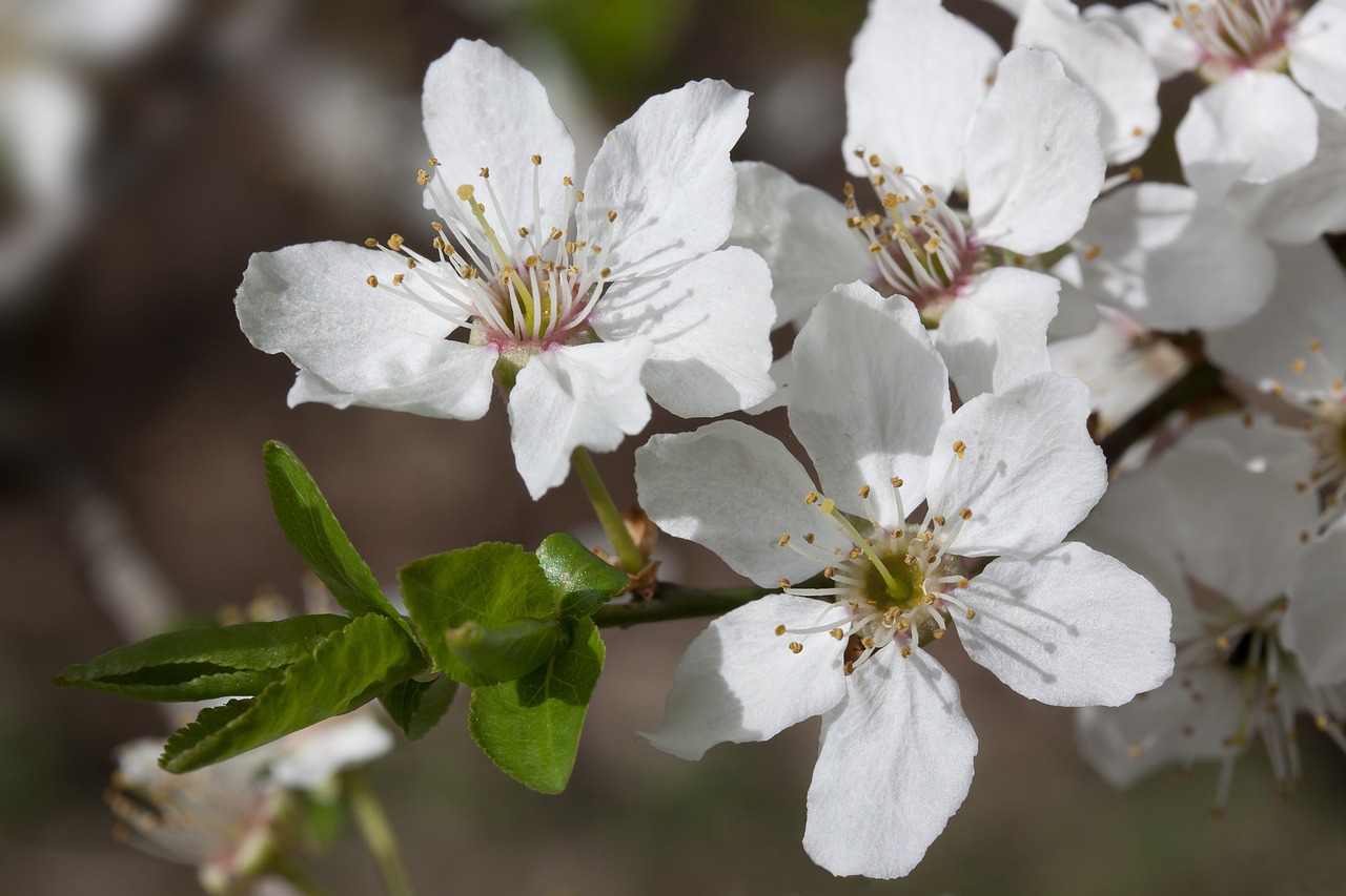mirabelle blossom bloom free photo