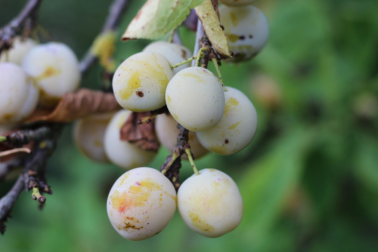 mirabelle tree fruit free photo