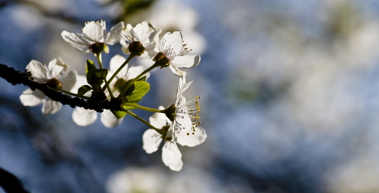 mirabelle spring blossom free photo