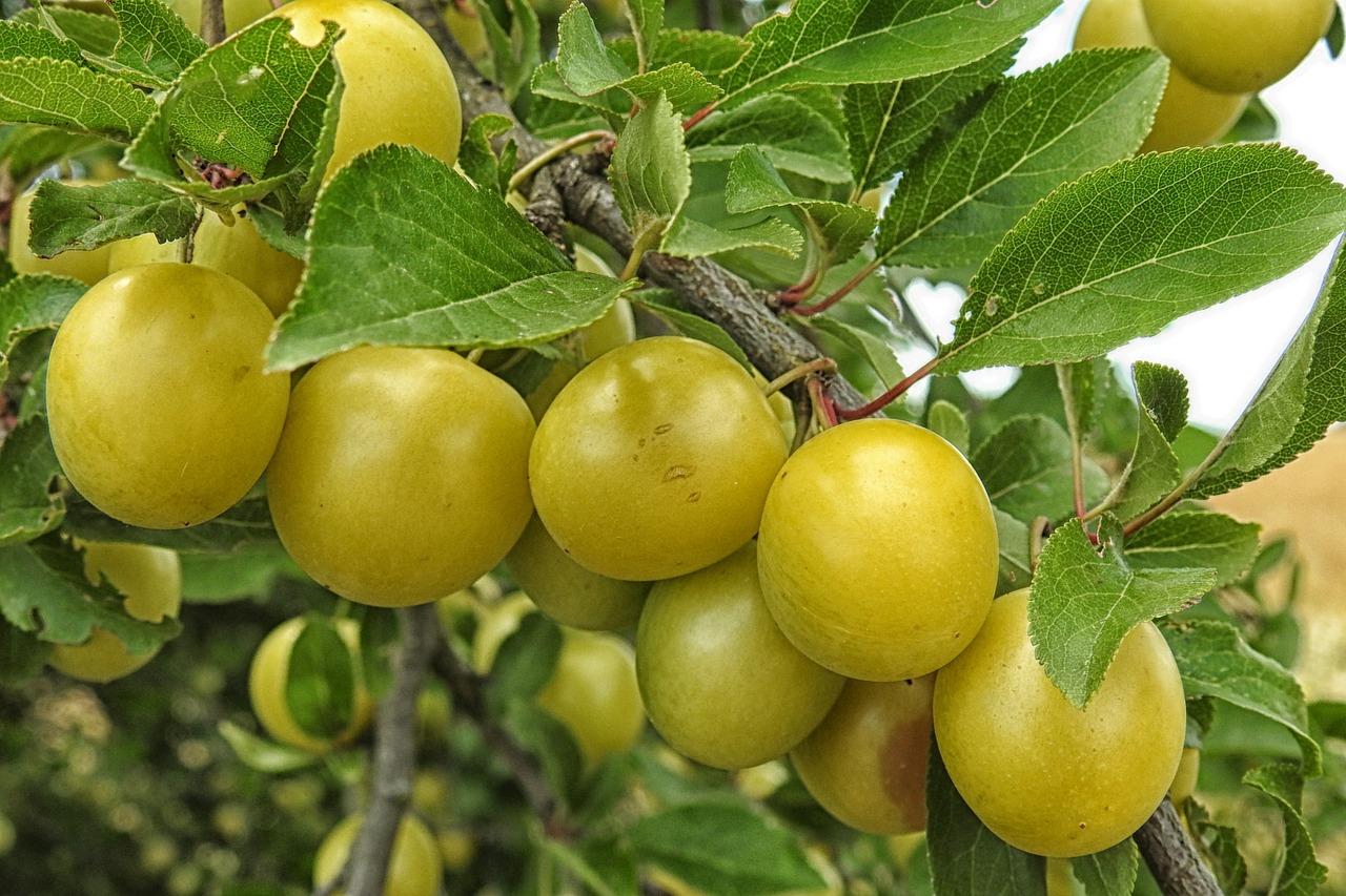 mirabelle plum tree yellow plums fruit free photo