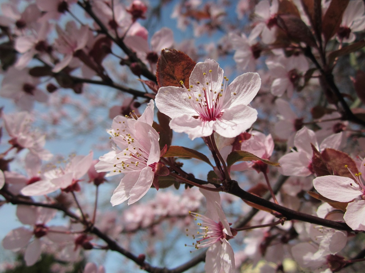 mirabelle prune mirabelle plum blossoms free photo