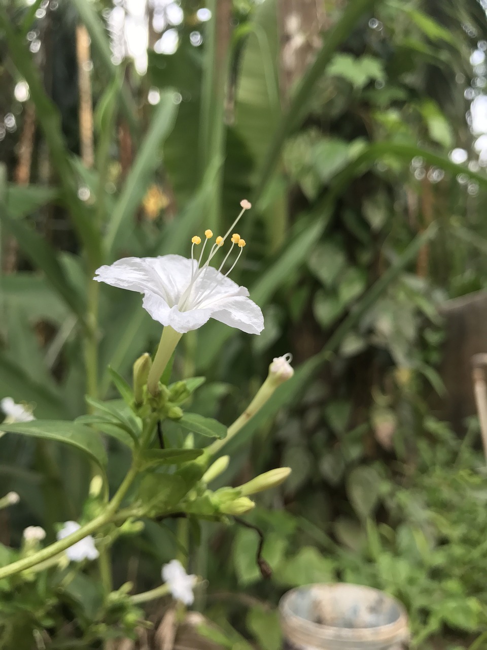 mirabilis jalapa four o'clock flower white free photo