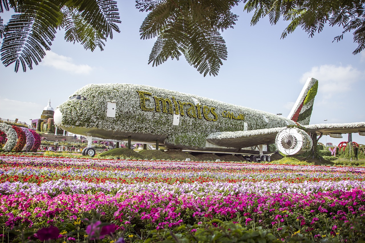 miracle garden dubai  flowers  nature free photo