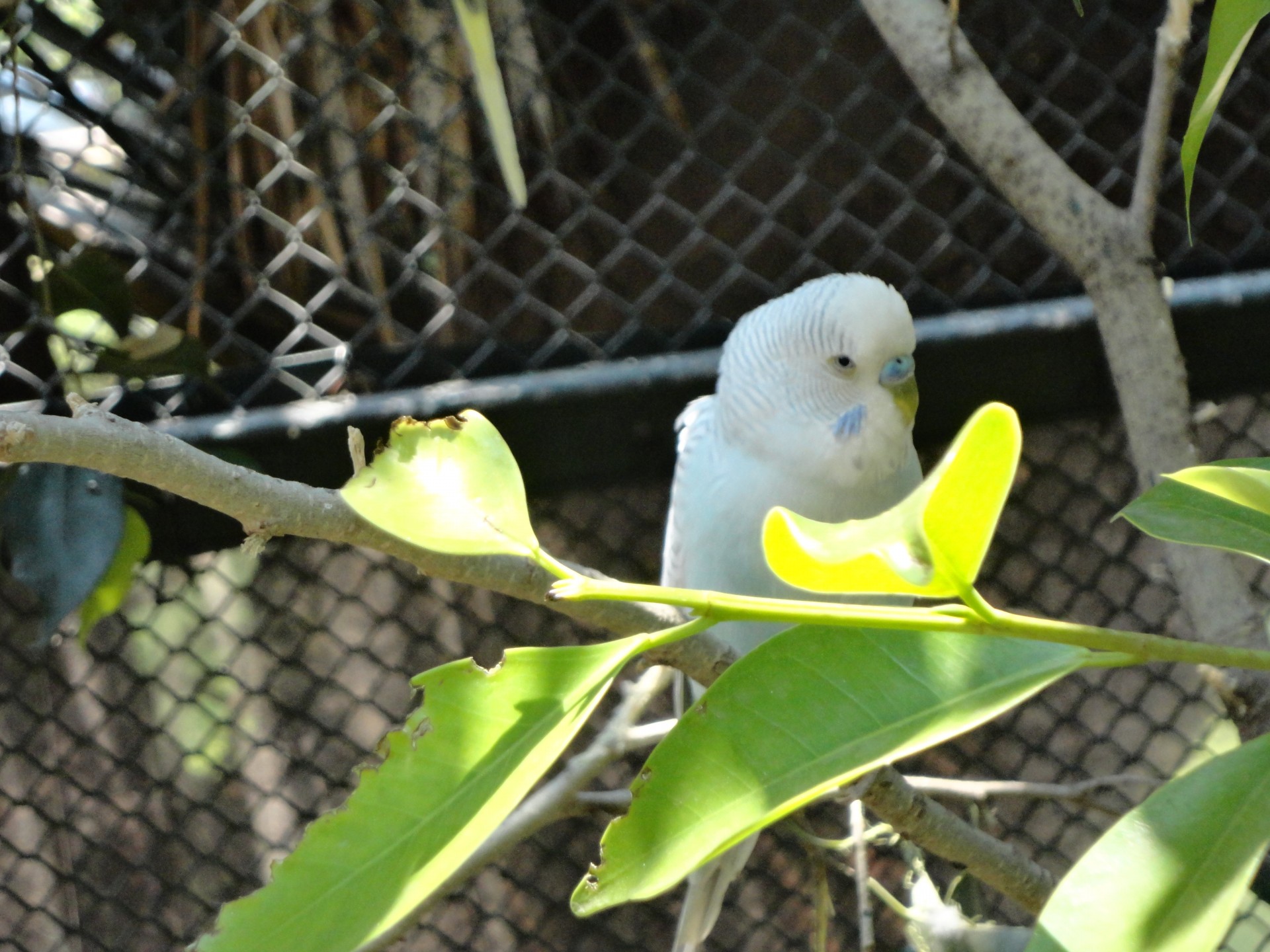 parrot parakeet australian free photo
