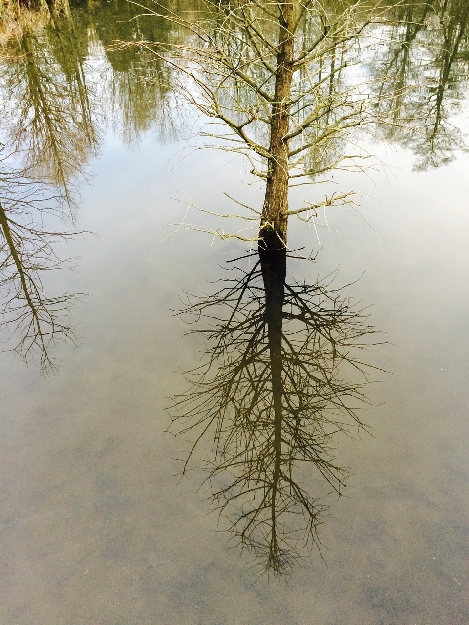 mirror mirroring trees free photo