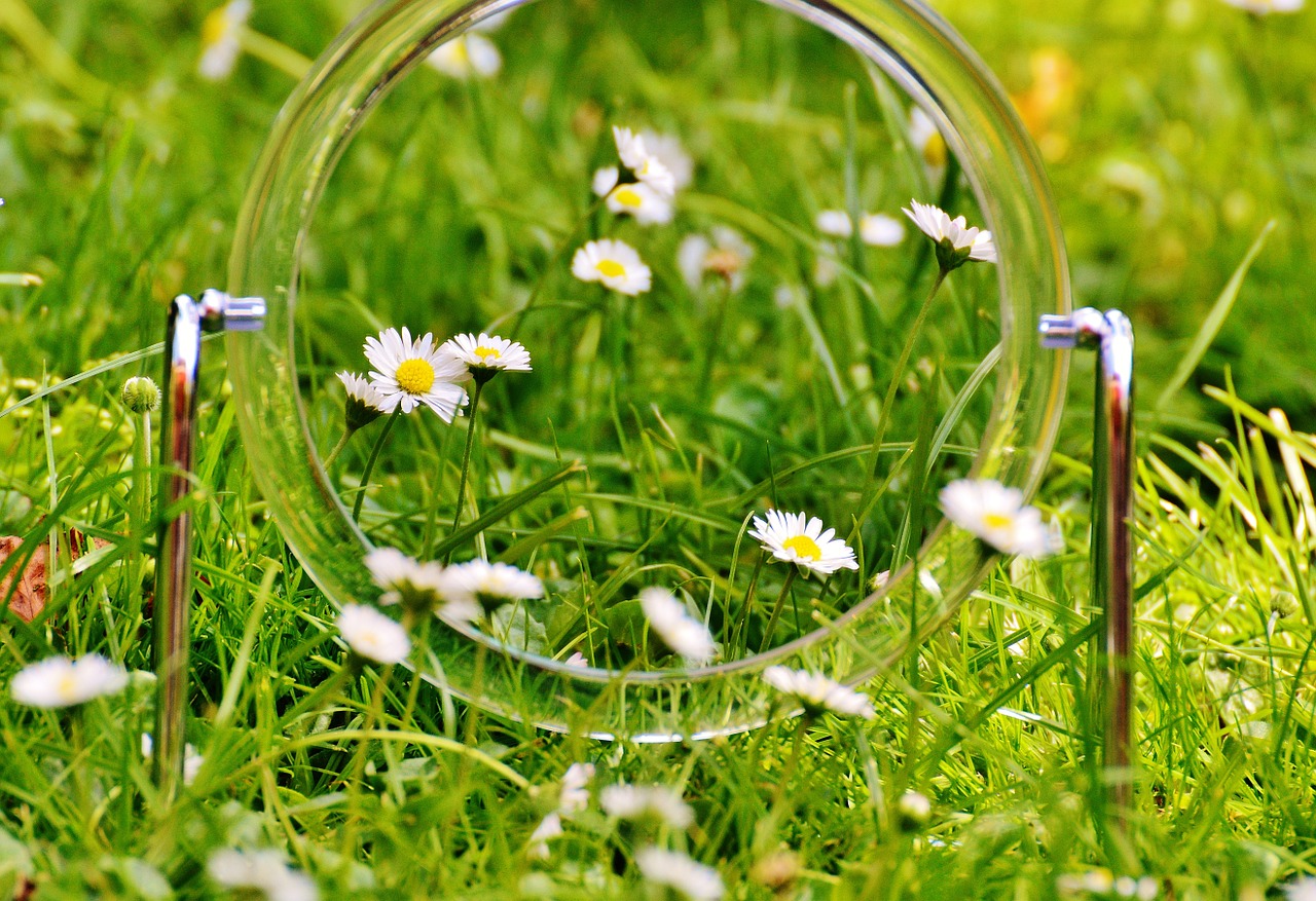 mirror meadow daisy free photo