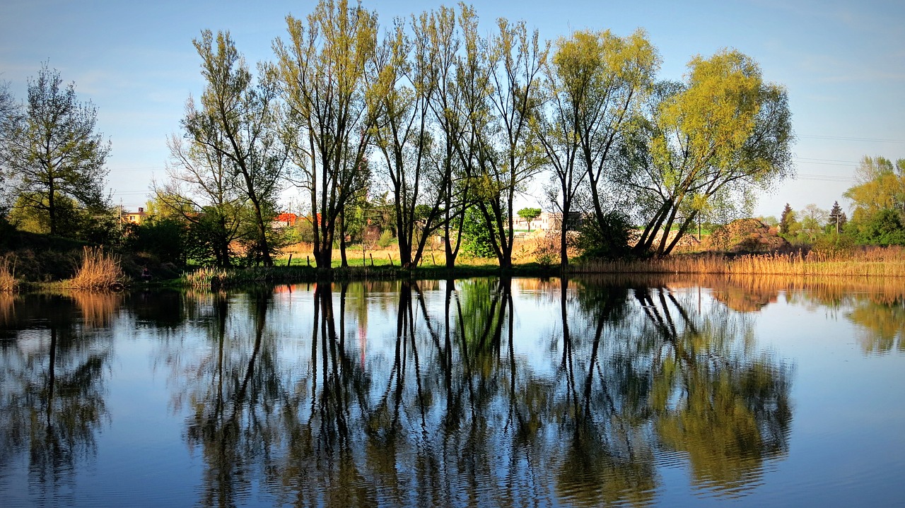 mirror  tree  water free photo