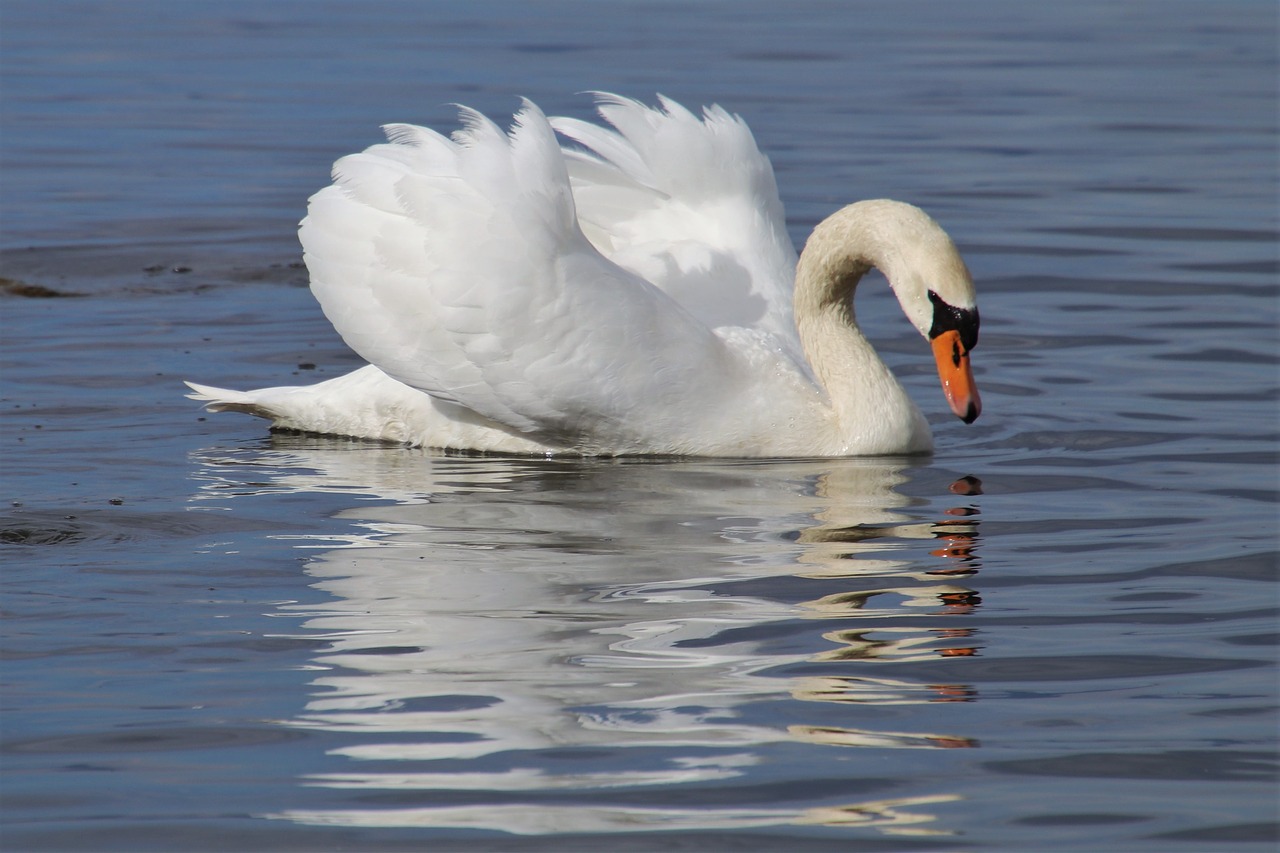 mirror image  swan  white free photo