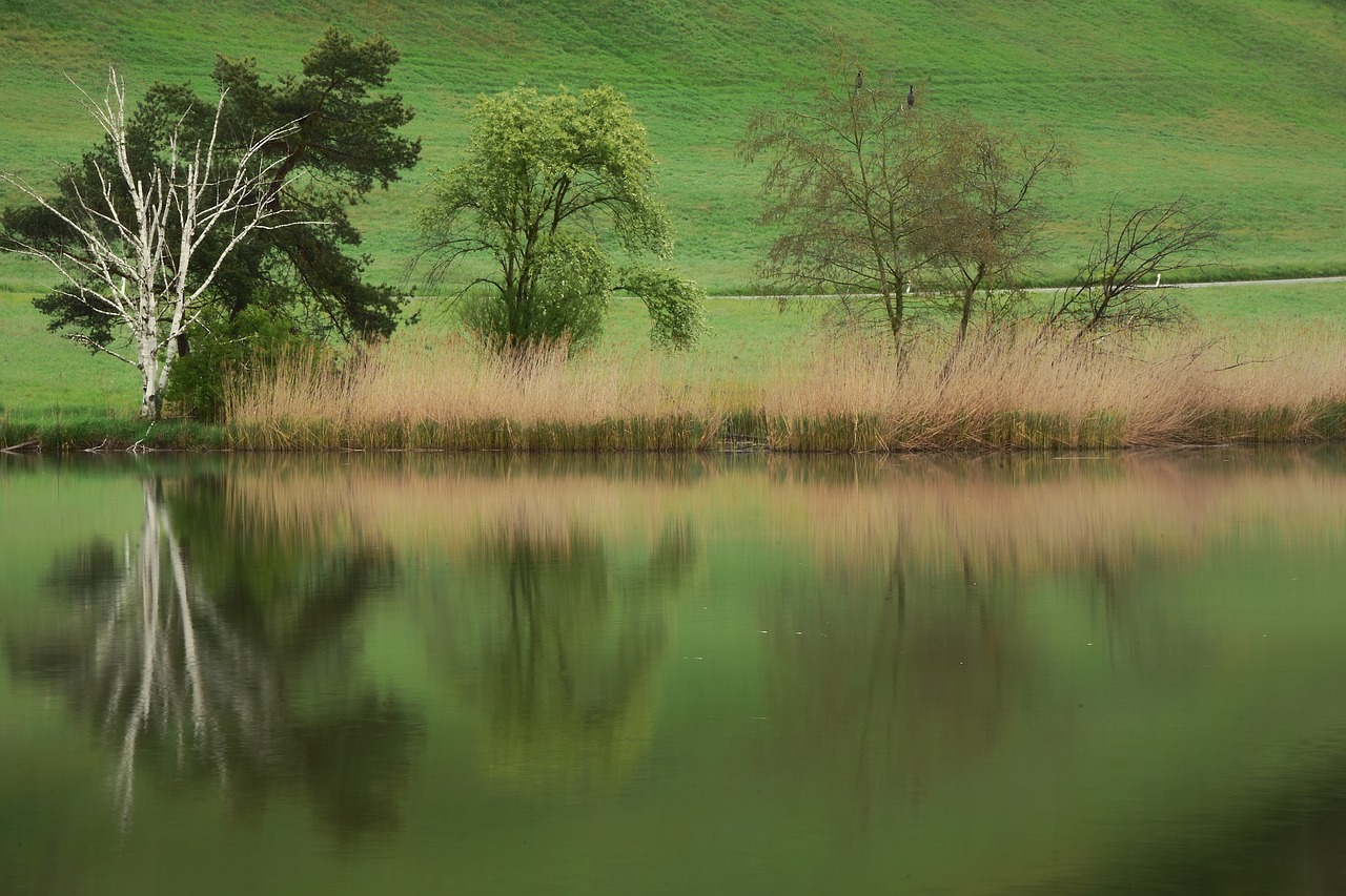 mirror image  moor  lake free photo