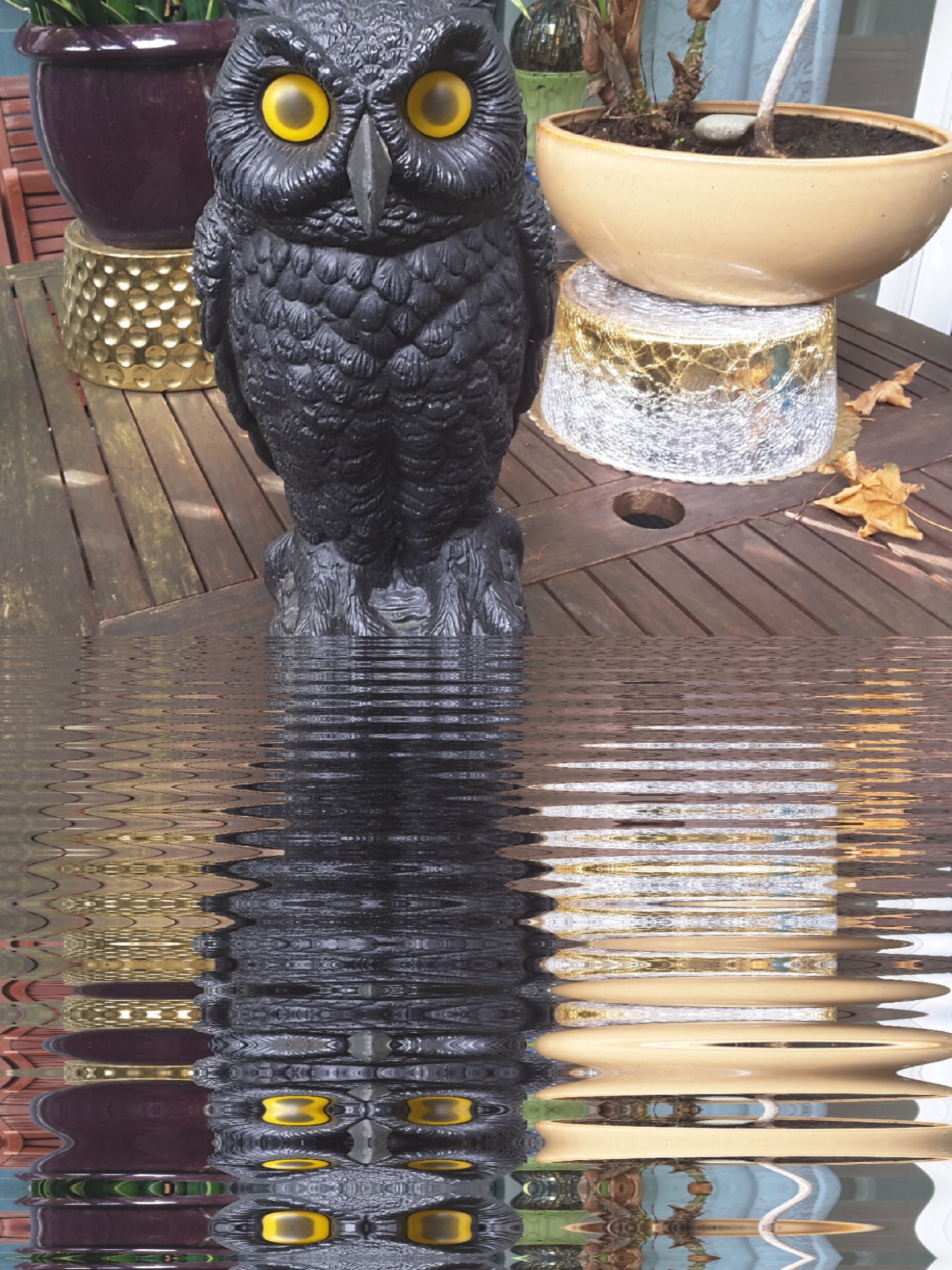 owl reflection mirror free photo