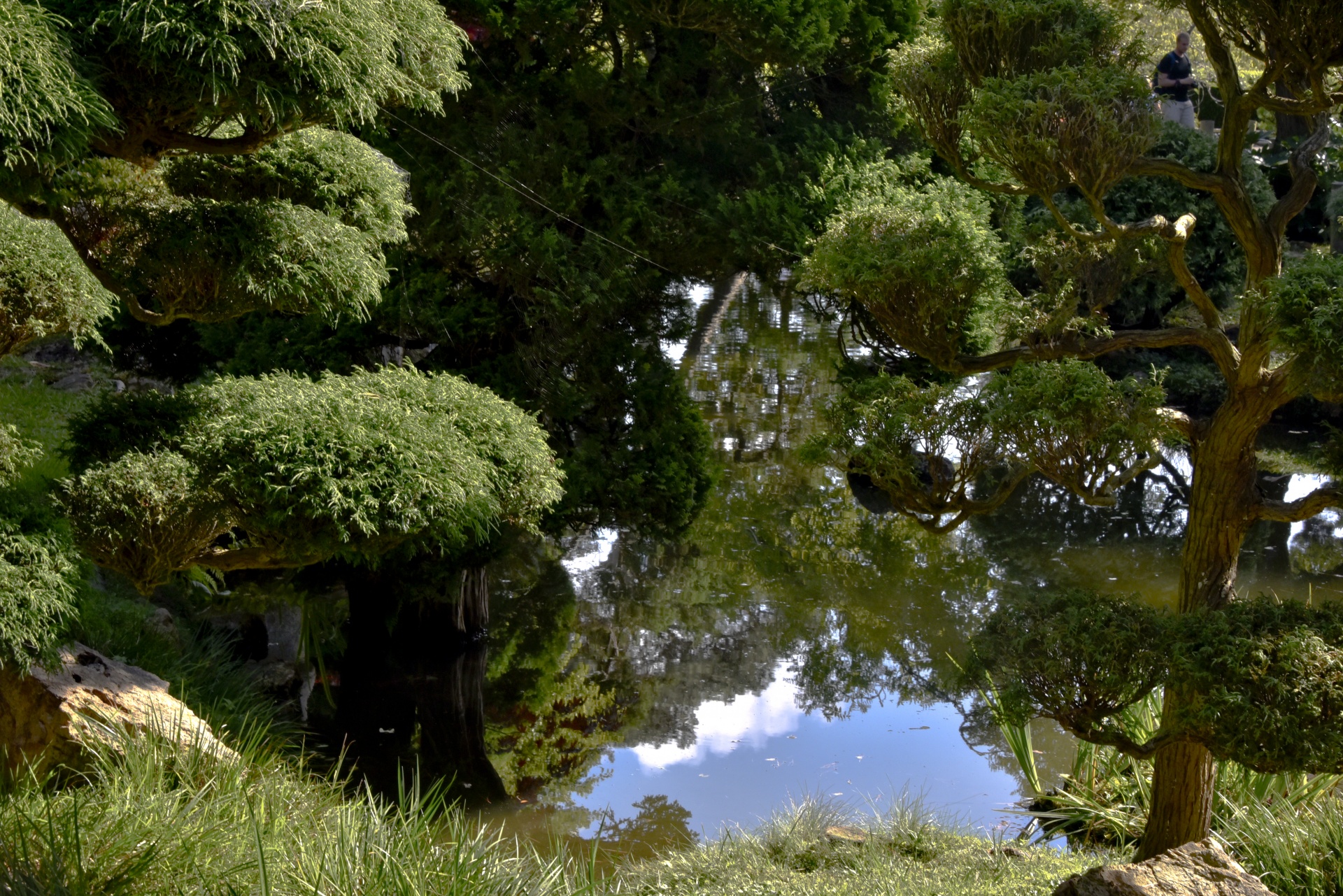 garden japanese bonsai free photo