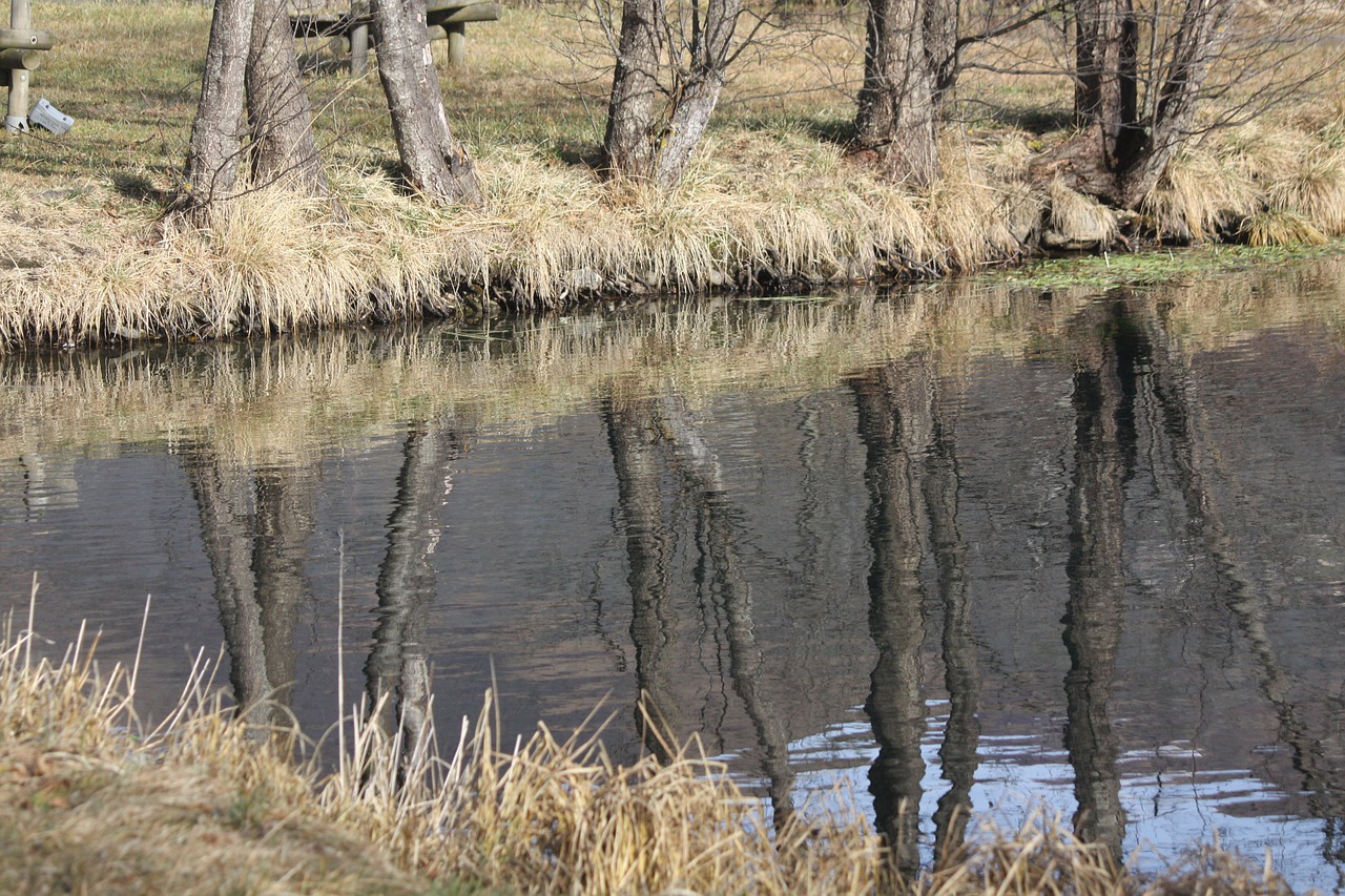 mirror reflection landscape trees free photo