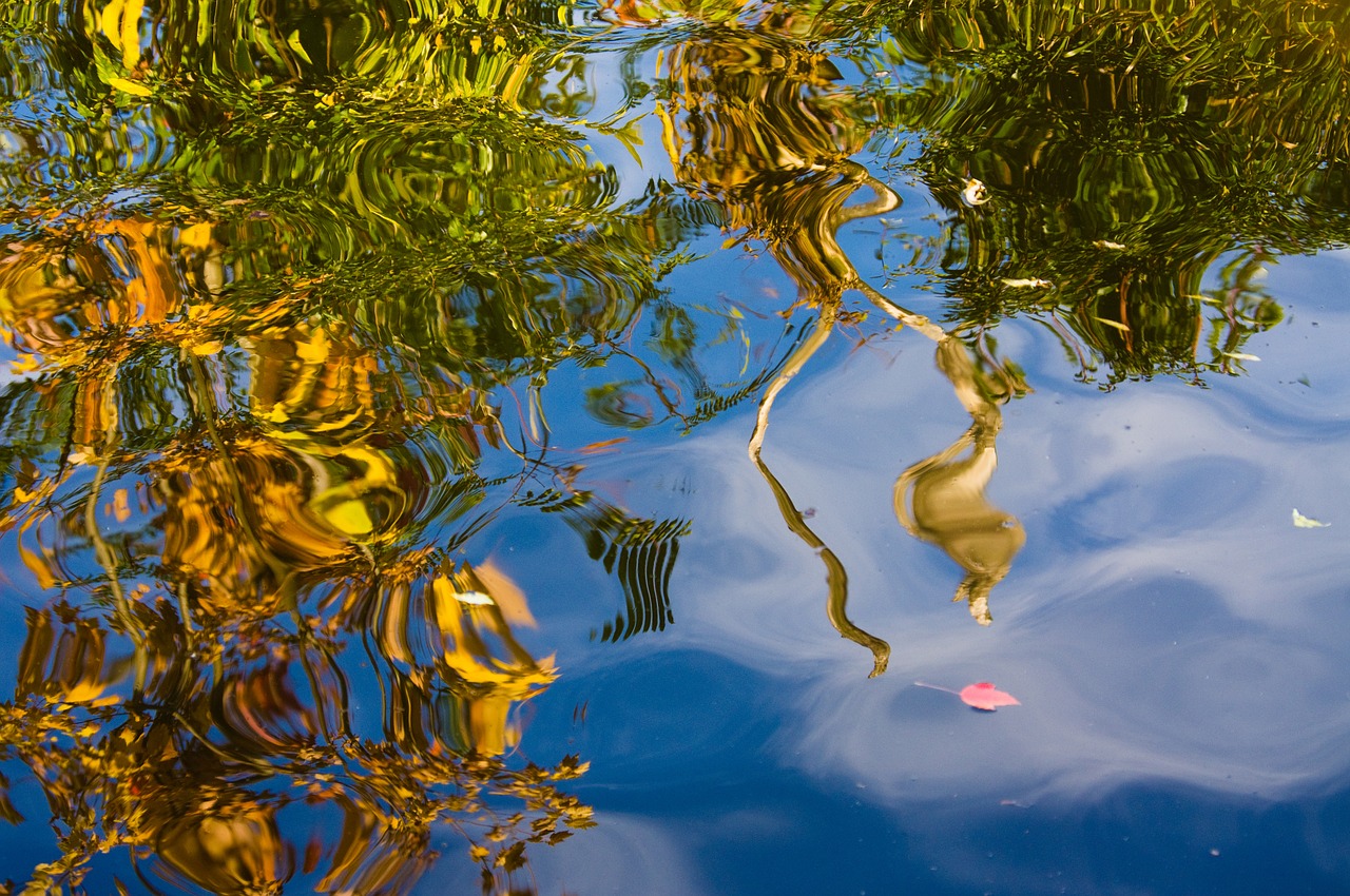 mirroring water plant free photo