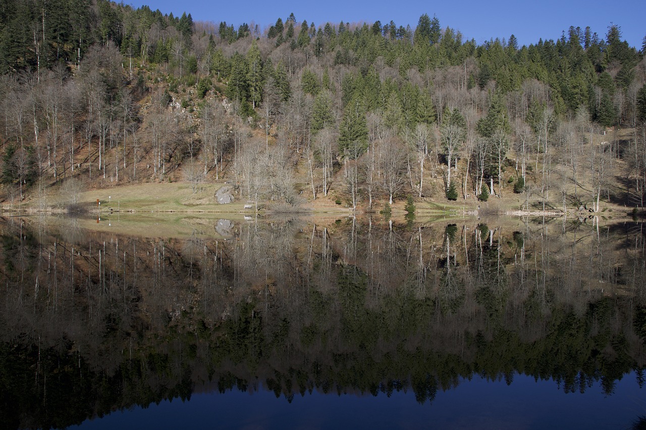 mirroring nature wood free photo