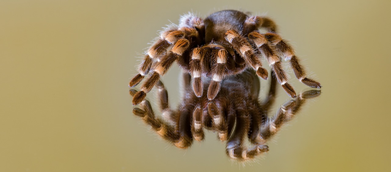 mirroring  glass  spider free photo