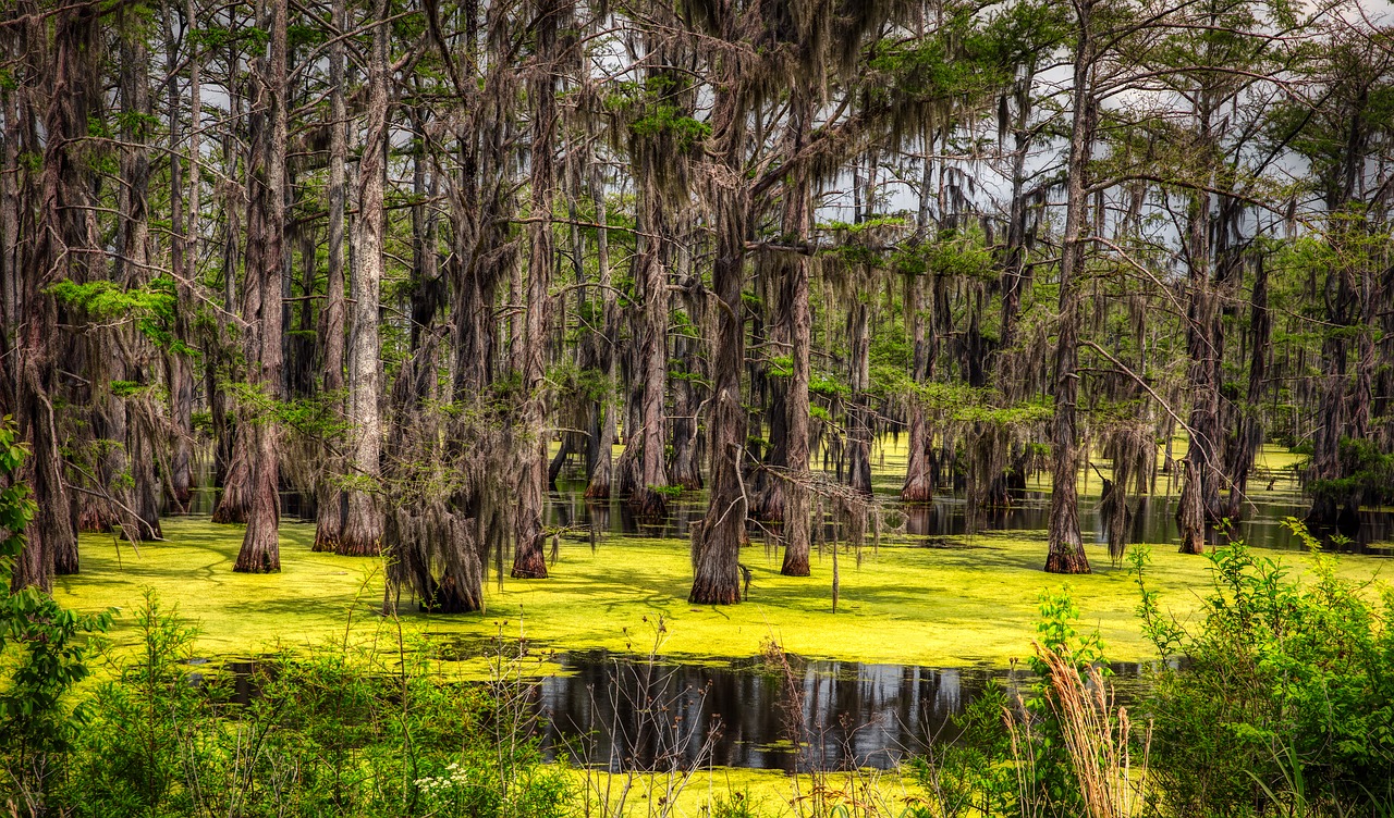 mississippi  swamp  marsh free photo