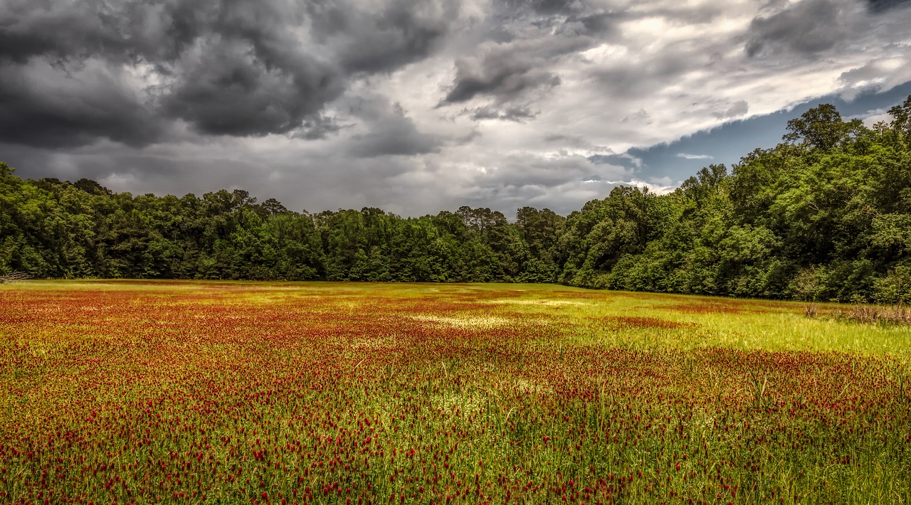 mississippi  flowers  plants free photo