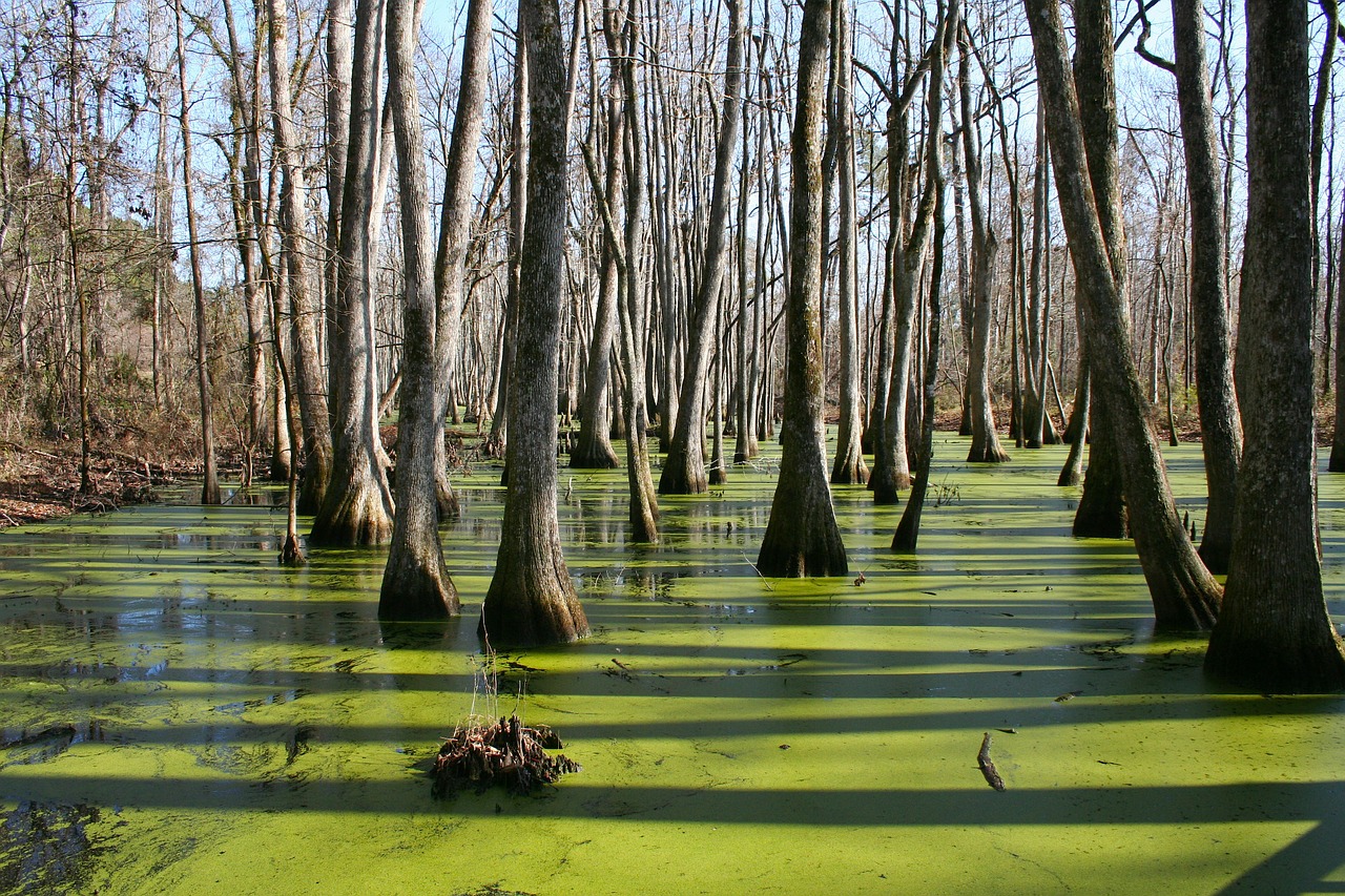 mississippi cypress swamp water free photo