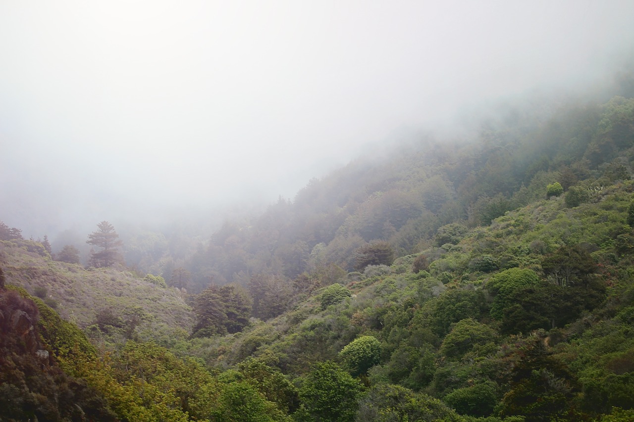 mist valley bush free photo