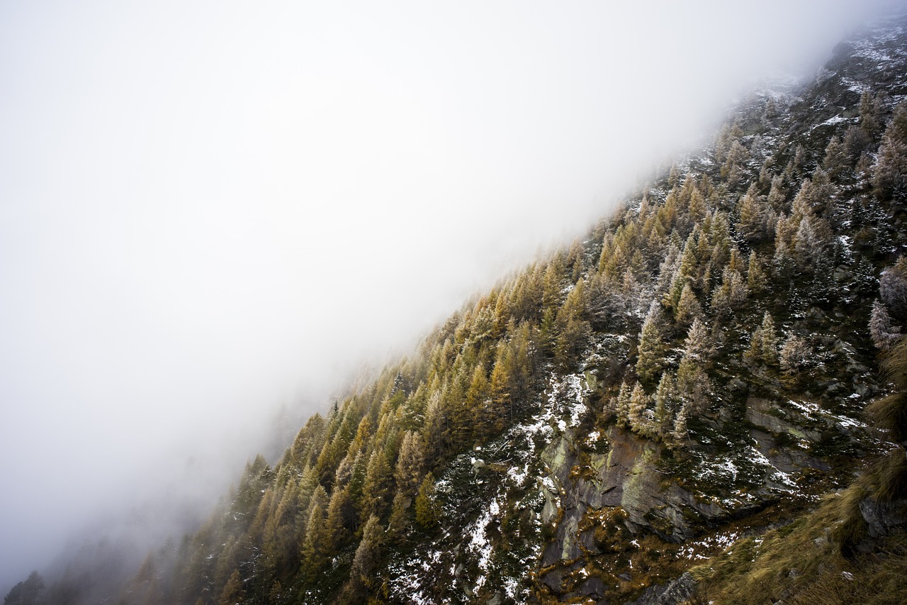 mist trees mountain free photo