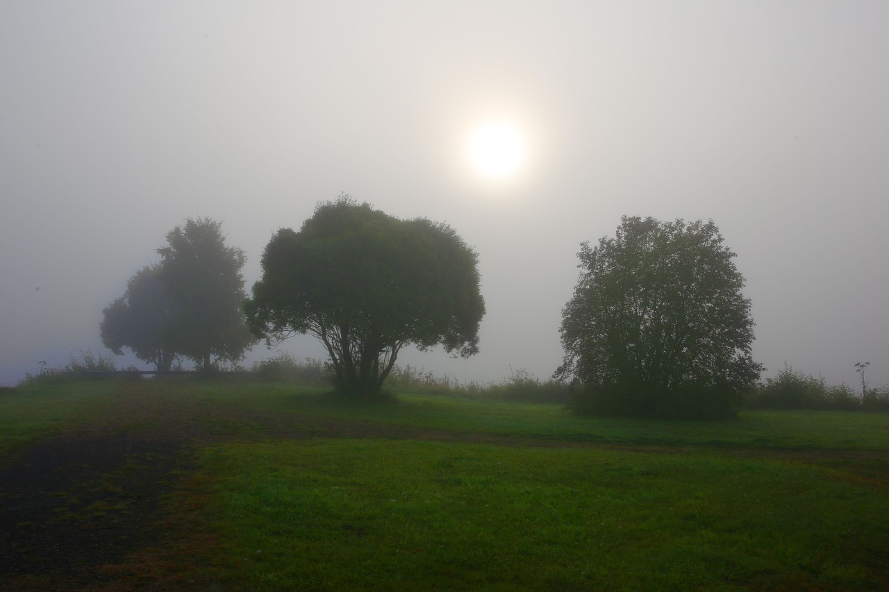 mist tree solar free photo