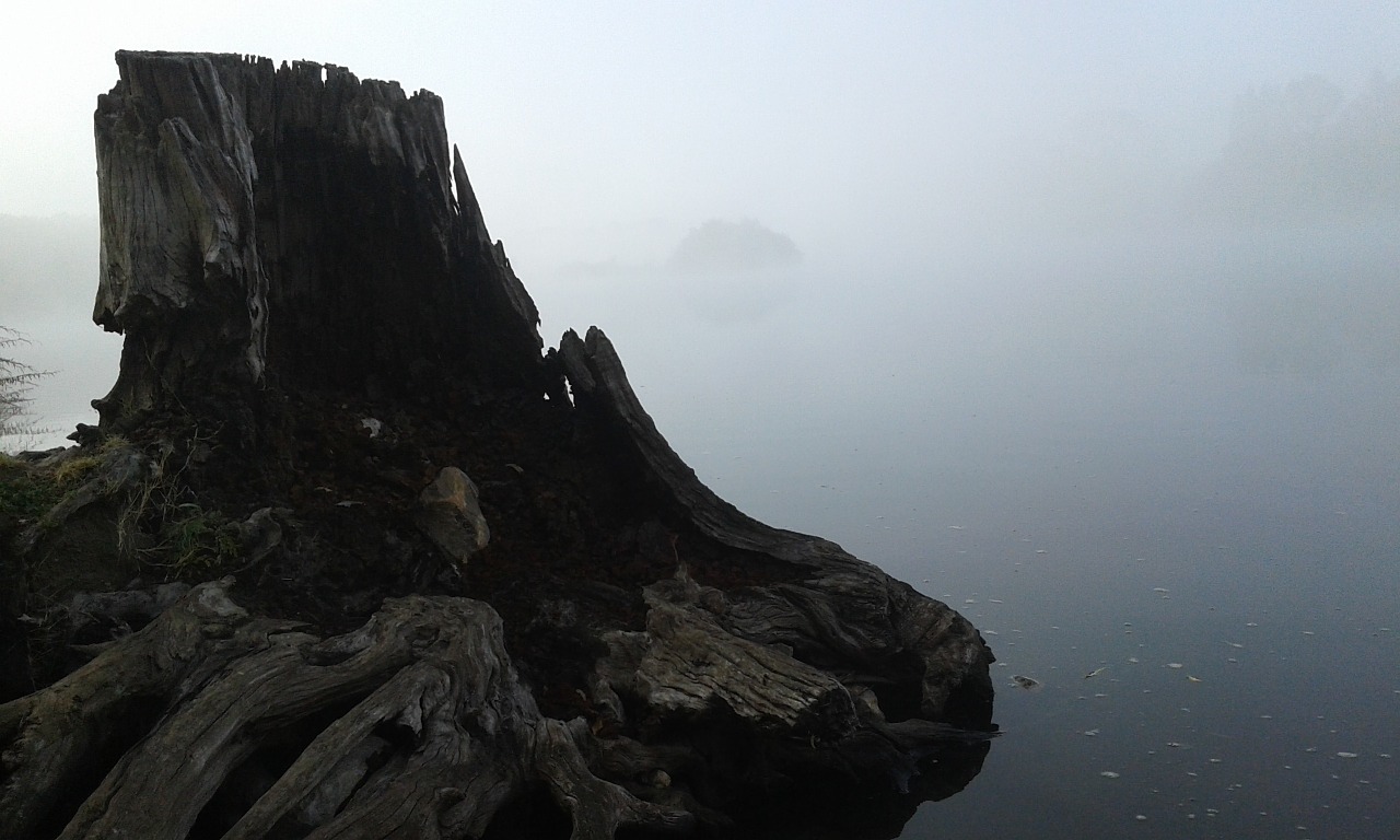 mist river tree free photo