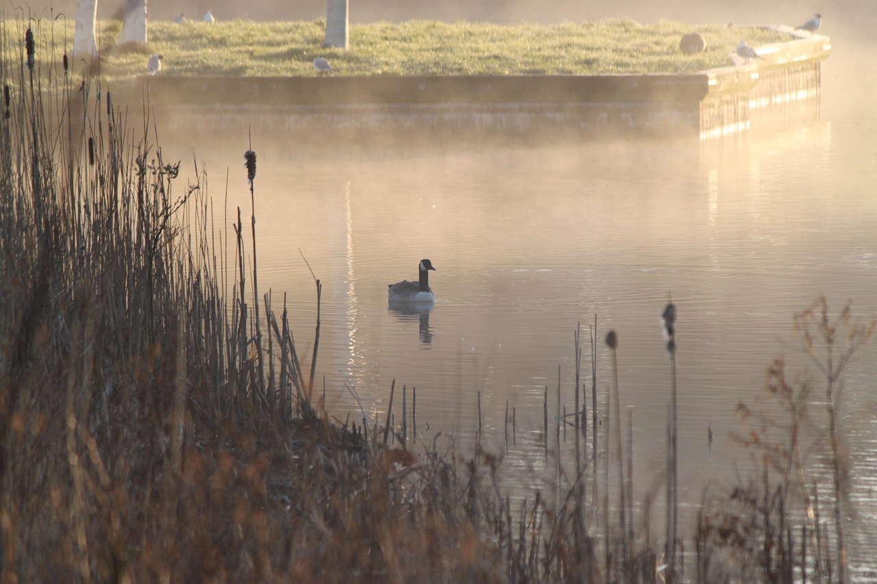 mist bird water free photo