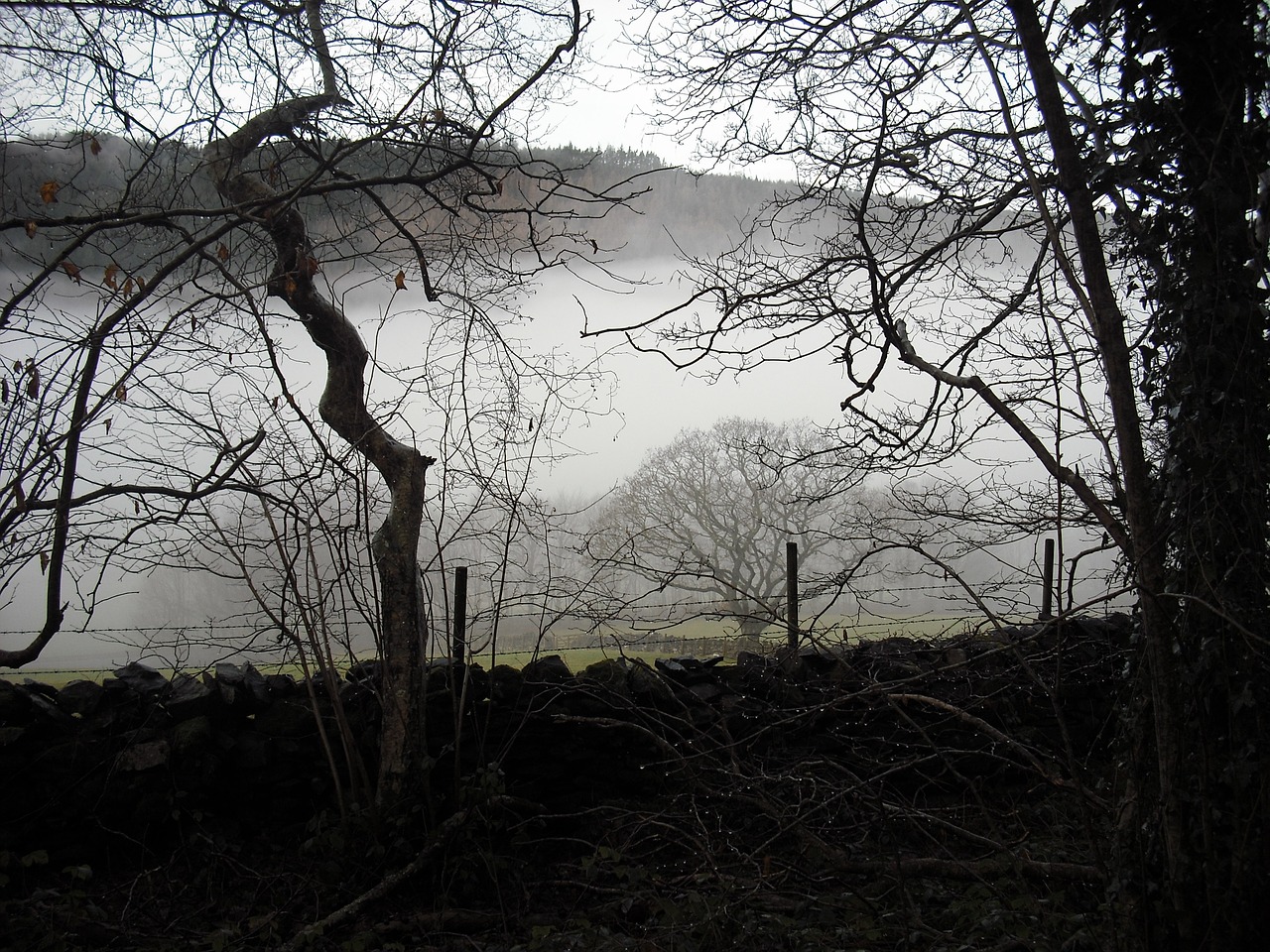 mist trees winter free photo