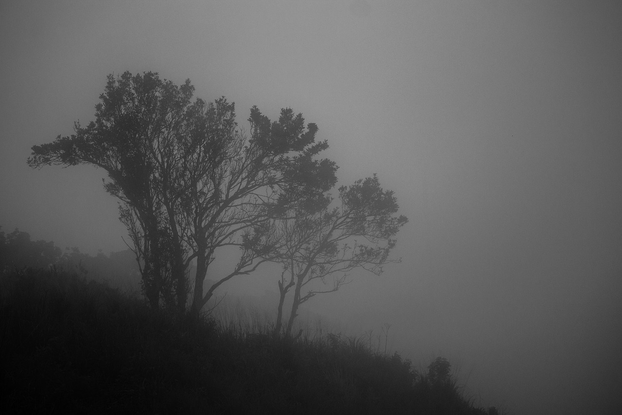 mist landscape fog free photo