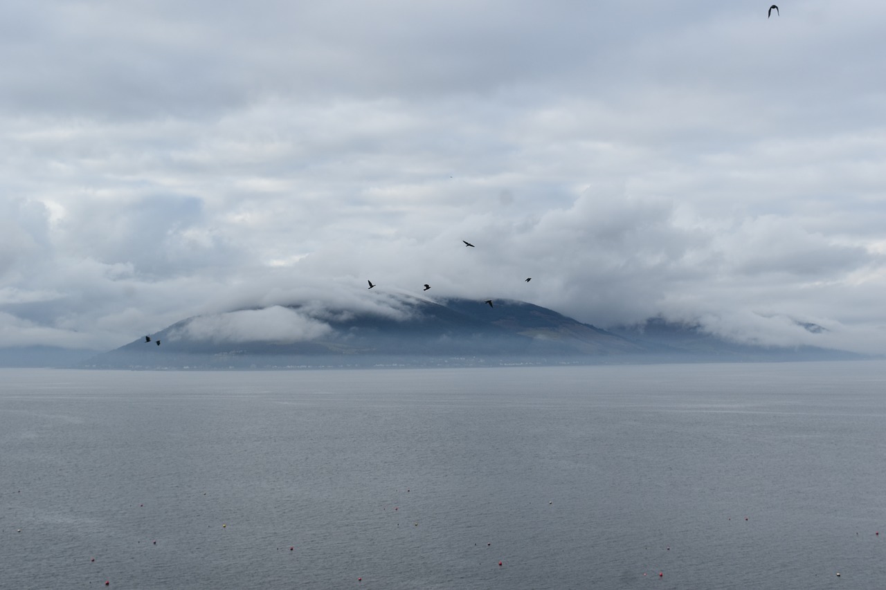 mist river birds free photo