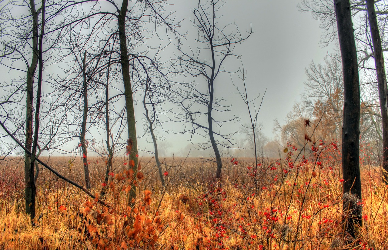 mist fog marsh free photo