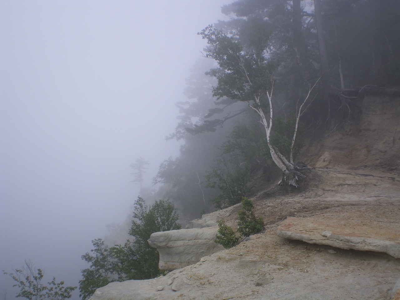 mist cliff tree free photo