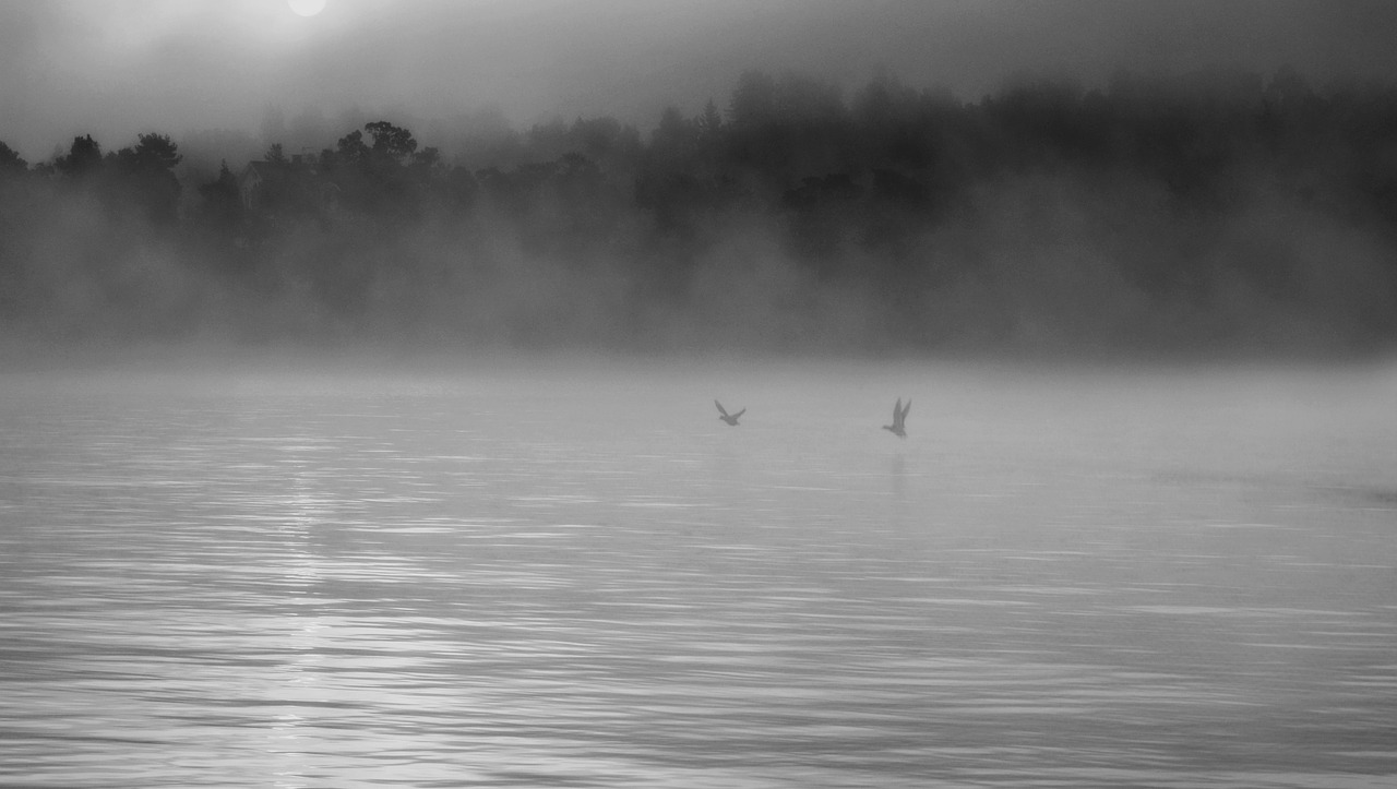 mist b w birds free photo