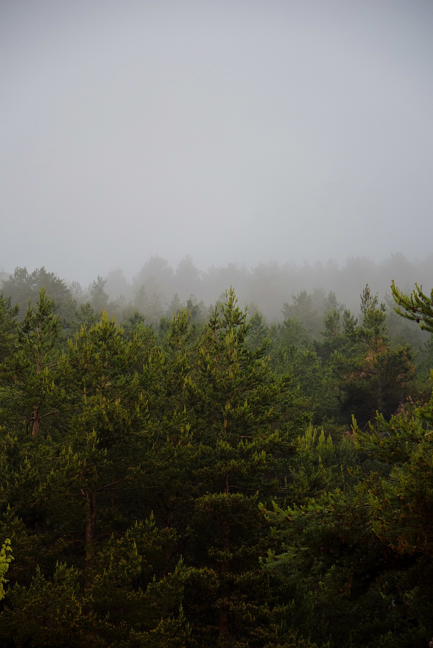 mist fog pine free photo