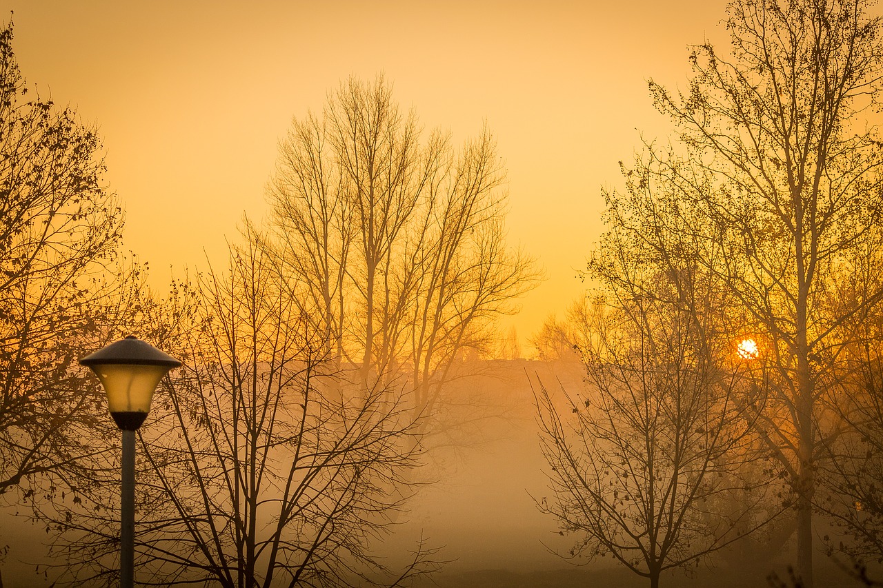 mist fog morning free photo