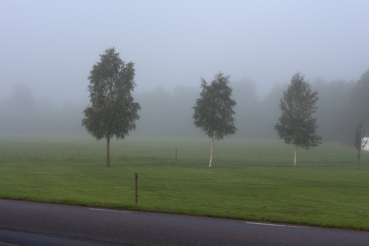 mist tree landscapes free photo