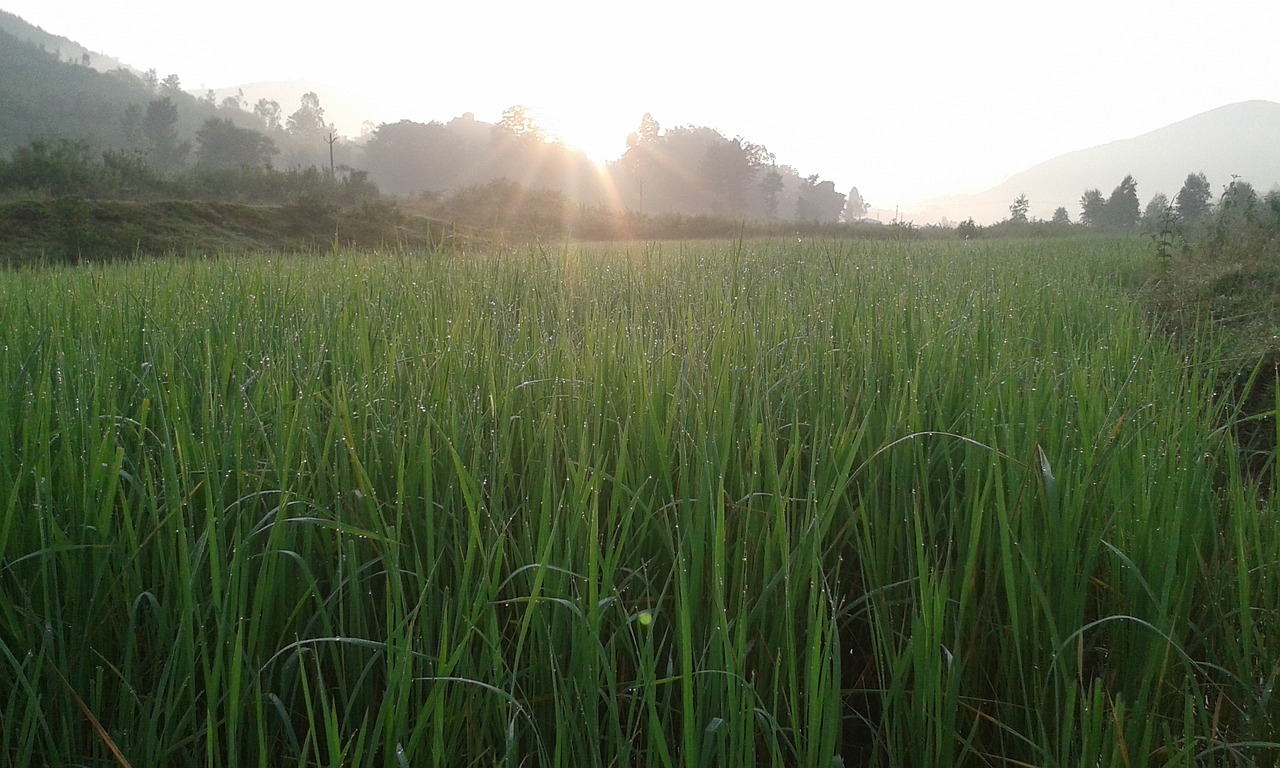 mist landscape rice grass free photo